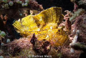 Leaf Fish at Bunaken Island by Mathias Weck 
